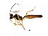  ( - BIOUG01034-A07)  @12 [ ] CreativeCommons - Attribution (2011) CBG Photography Group Centre for Biodiversity Genomics
