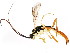  ( - BIOUG01076-F07)  @14 [ ] CreativeCommons - Attribution (2011) CBG Photography Group Centre for Biodiversity Genomics