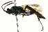  (Coelichneumon eximius - BIOUG01282-E04)  @14 [ ] CreativeCommons - Attribution (2012) CBG Photography Group Centre for Biodiversity Genomics