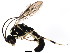  (Exenterus vellicatus - BIOUG01281-E07)  @15 [ ] CreativeCommons - Attribution (2011) CBG Photography Group Centre for Biodiversity Genomics