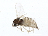 (Cecidomyiinae - BIOUG01585-C07)  @15 [ ] CreativeCommons - Attribution (2012) CBG Photography Group Centre for Biodiversity Genomics