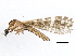  (Erioptera - BIOUG01687-C11)  @17 [ ] CreativeCommons - Attribution (2013) CBG Photography Group Centre for Biodiversity Genomics