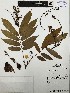  (Swartzia robiniifolia - HUIS-20649)  @11 [ ] CreativeCommons  Attribution Non-Commercial (by-nc) (2022) Karenlyn Neylith Diaz Lopez Universidad Industrial de Santander