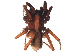  (Alopecosa aculeata - YUKIN-0165)  @16 [ ] CreativeCommons - Attribution (2010) Unspecified Centre for Biodiversity Genomics