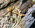  (Conocybe filaris - TRTC52166)  @11 [ ] CreativeCommons - Attribution Non-Commercial Share-Alike (2010) Unspecified Royal Ontario Museum