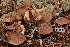  (Tricholoma albobrunneum cf - TRTC156471)  @11 [ ] CreativeCommons - Attribution Non-Commercial Share-Alike (2010) Unspecified Royal Ontario Museum