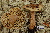  (Tricholoma aestuans - TRTC156472)  @11 [ ] CreativeCommons - Attribution Non-Commercial Share-Alike (2010) Unspecified Royal Ontario Museum