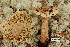  (Tricholoma aestuans - TRTC156472)  @11 [ ] CreativeCommons - Attribution Non-Commercial Share-Alike (2010) Unspecified Royal Ontario Museum