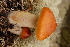  (Cortinarius cf. absarokensis - TRTC156483)  @11 [ ] CreativeCommons - Attribution Non-Commercial Share-Alike (2010) Unspecified Royal Ontario Museum