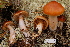  (Cortinarius cf. absarokensis - TRTC156483)  @11 [ ] CreativeCommons - Attribution Non-Commercial Share-Alike (2010) Unspecified Royal Ontario Museum