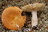  (Russula decolorans aff - TRTC156484)  @11 [ ] CreativeCommons - Attribution Non-Commercial Share-Alike (2010) Unspecified Royal Ontario Museum