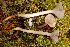  (Hygrophorus agathosomus - TRTC156489)  @11 [ ] CreativeCommons - Attribution Non-Commercial Share-Alike (2010) Unspecified Royal Ontario Museum