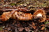  (Russula adusta cf - TRTC156490)  @11 [ ] CreativeCommons - Attribution Non-Commercial Share-Alike (2010) Unspecified Royal Ontario Museum