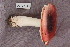  (Russula krombholtzii cf - TRTC156500)  @11 [ ] CreativeCommons - Attribution Non-Commercial Share-Alike (2010) Unspecified Royal Ontario Museum