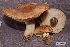  (Tricholoma cf. japonicum - TRTC156504)  @11 [ ] CreativeCommons - Attribution Non-Commercial Share-Alike (2010) Unspecified Royal Ontario Museum
