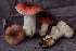  (Russula emetica cf - TRTC156511)  @11 [ ] CreativeCommons - Attribution Non-Commercial Share-Alike (2010) Unspecified Royal Ontario Museum