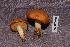  (Suillus brevipes - TRTC156525)  @11 [ ] CreativeCommons - Attribution Non-Commercial Share-Alike (2010) Unspecified Royal Ontario Museum