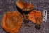  (Hygrophoropsis aurantiaca - TRTC156527)  @11 [ ] CreativeCommons - Attribution Non-Commercial Share-Alike (2010) Unspecified Royal Ontario Museum