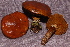  (Suillus grevillei - TRTC156530)  @11 [ ] CreativeCommons - Attribution Non-Commercial Share-Alike (2010) Unspecified Royal Ontario Museum