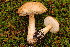  (Leccinum rotundifoliae - TRTC156534)  @11 [ ] CreativeCommons - Attribution Non-Commercial Share-Alike (2010) Unspecified Royal Ontario Museum