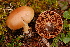  (Cortinarius anomalus cf - TRTC156541)  @11 [ ] CreativeCommons - Attribution Non-Commercial Share-Alike (2010) Unspecified Royal Ontario Museum