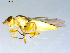  (Meromyza sp. TAW1 - 10PROBE-09371)  @12 [ ] CreativeCommons - Attribution (2011) CBG Photography Group Centre for Biodiversity Genomics