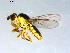  (Epichlorops scaber - 10PROBE-09542)  @14 [ ] CreativeCommons - Attribution (2011) CBG Photography Group Centre for Biodiversity Genomics