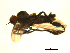  (Rhamphomyia plumigera grp. sp. BJS27 - 07PROBE-JW0062)  @11 [ ] CreativeCommons - Attribution (2010) Unspecified Centre for Biodiversity Genomics