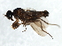 (Tachydromia sp. JMC1 - 09PROBE-JW0649)  @11 [ ] CreativeCommons - Attribution (2010) CBG Photography Group Centre for Biodiversity Genomics