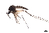  (Aedes hexodontus - 09PROBE-JW1046)  @14 [ ] CreativeCommons - Attribution (2010) CBG Photography Group Centre for Biodiversity Genomics