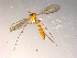  (Exechiopsis sp. CJB1 - 10PROBE-08884)  @12 [ ] CreativeCommons - Attribution (2011) CBG Photography Group Centre for Biodiversity Genomics