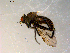  (Rhamphomyia sp. BJS6 - 10PROBE-09816)  @12 [ ] CreativeCommons - Attribution (2011) CBG Photography Group Centre for Biodiversity Genomics