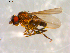  (Pseudocollinella abhorrens - 10PROBE-09880)  @14 [ ] CreativeCommons - Attribution (2011) CBG Photography Group Centre for Biodiversity Genomics