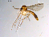  ( - 10PROBE-10172)  @13 [ ] CreativeCommons - Attribution (2011) CBG Photography Group Centre for Biodiversity Genomics