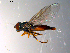  (Platycheirus sp. DM1 - 10PROBE-10378)  @13 [ ] CreativeCommons - Attribution (2011) CBG Photography Group Centre for Biodiversity Genomics