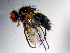  (Phaonia protuberans - 10PROBE-11116)  @13 [ ] CreativeCommons - Attribution (2011) CBG Photography Group Centre for Biodiversity Genomics