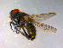  ( - 10PROBE-12181)  @12 [ ] CreativeCommons - Attribution (2011) CBG Photography Group Centre for Biodiversity Genomics