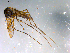  ( - 10PROBE-12765)  @13 [ ] CreativeCommons - Attribution (2011) CBG Photography Group Centre for Biodiversity Genomics