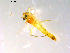  (Pseudochironomus prasinatus - 10PROBE-13796)  @13 [ ] CreativeCommons - Attribution (2011) CBG Photography Group Centre for Biodiversity Genomics