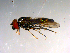  (Platycheirus flabella - 10PROBE-13906)  @13 [ ] CreativeCommons - Attribution (2011) CBG Photography Group Centre for Biodiversity Genomics