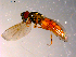  (Platycheirus neoperpallidus - 10PROBE-14062)  @13 [ ] CreativeCommons - Attribution (2011) CBG Photography Group Centre for Biodiversity Genomics