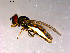  (Platycheirus pilatus - 10PROBE-14484)  @13 [ ] CreativeCommons - Attribution (2011) CBG Photography Group Centre for Biodiversity Genomics