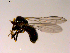  (Tomosvaryella sp. MB1 - 10PROBE-15553)  @12 [ ] CreativeCommons - Attribution (2011) CBG Photography Group Centre for Biodiversity Genomics