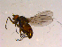  (Lamproscatella brunnipennis - 10PROBE-15741)  @13 [ ] CreativeCommons - Attribution (2011) CBG Photography Group Centre for Biodiversity Genomics