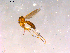  (Phronia sp. CJB01 - 10PROBE-15898)  @13 [ ] CreativeCommons - Attribution (2011) CBG Photography Group Centre for Biodiversity Genomics