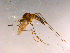  (Aedes pionips - 10PROBE-16113)  @14 [ ] CreativeCommons - Attribution (2011) CBG Photography Group Centre for Biodiversity Genomics