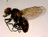  (Spilogona surda - 10PROBE-16657)  @14 [ ] CreativeCommons - Attribution (2011) CBG Photography Group Centre for Biodiversity Genomics