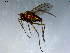  (Hydrophorus hirpicifer - 10PROBE-09284)  @12 [ ] CreativeCommons - Attribution (2011) CBG Photography Group Centre for Biodiversity Genomics