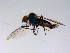  (Rhamphomyia clavigera grp. sp. BJS1A - 10PROBE-11361)  @13 [ ] CreativeCommons - Attribution (2011) CBG Photography Group Centre for Biodiversity Genomics