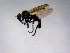  (Rhamphomyia sp. BJS1 - 10PROBE-11370)  @13 [ ] CreativeCommons - Attribution (2011) CBG Photography Group Centre for Biodiversity Genomics